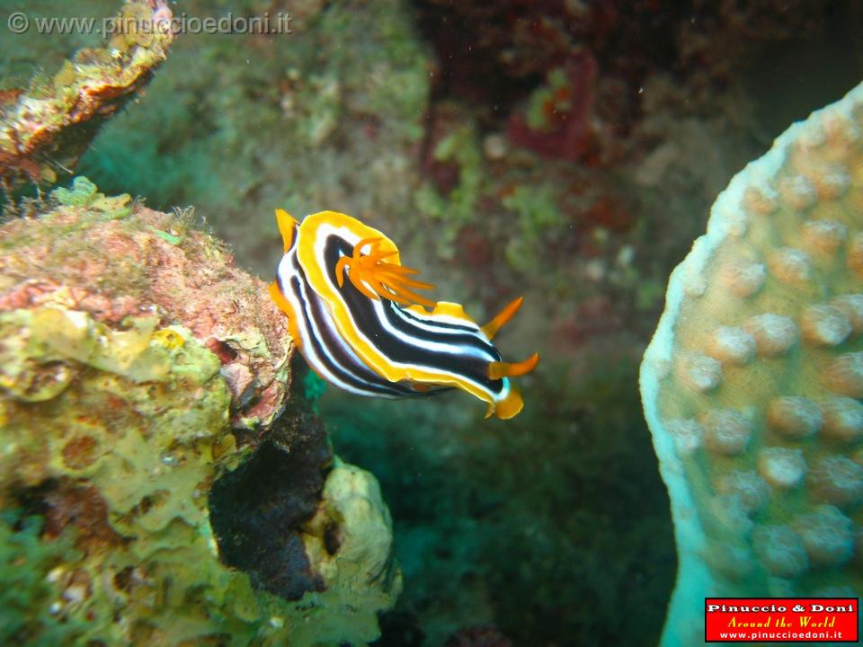 Djibouti - Diving a Djibouti - 31.jpg